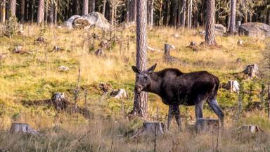 Photo taken in Värmland, Sweden