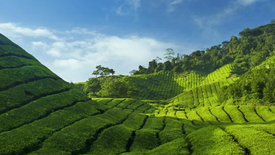 maleisie_west-maleisie_cameron-highlands_theeplantage_boh_landschap_1_b