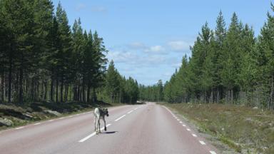 Zweden_Dalarna_Idre_IdreFjall_Rendier-op-de-weg_f