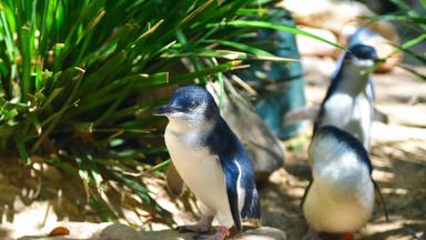 australie_victoria_philip-island_pinguins_penguin-parade_shutterstock