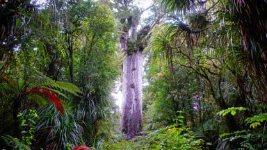 nieuw-zeeland_noordereiland_waipoua_kauri-boom_tane-mahuta-lord-forest_jungle_boom_shutterstock_1797221767
