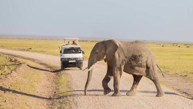 kenia_amboseli-nationaal-park_gamedrive_safari_olifant_b.jpg