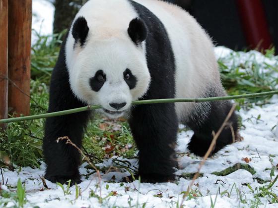 Impressie van Ouwehands Dierenpark