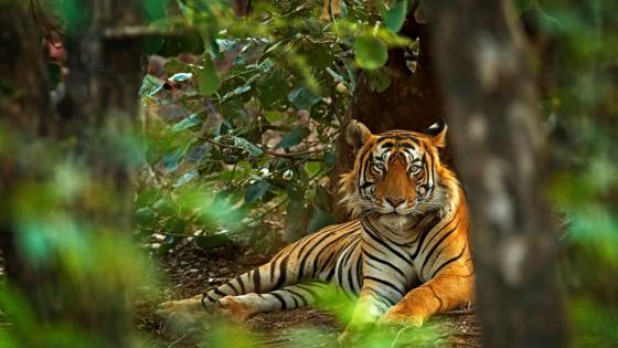 india_rajasthan_ranthambore_tijger_4_b