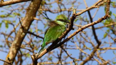 sri lanka_yala national park_dieren_vogel_greenbee eater_f