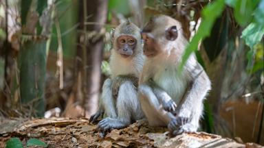 thailand_khao-sok-national-park_apen-jungle_shutterstock