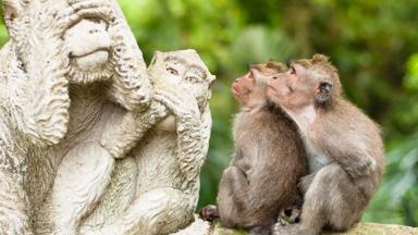 indonesie_bali_ubud_monkey-forest_apen_standbeeld_b