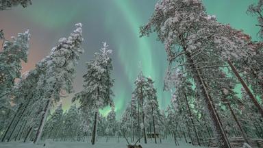 finland _fins-lapland_levi-rendier-noorderlicht