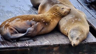 verenigde-staten_californie_san-fransisco_pier39_zeehond_zeeleeuw_6_b