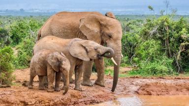 Zuid-Afrika, Addo Elephant NP, olifanten - GettyImages-1471253159