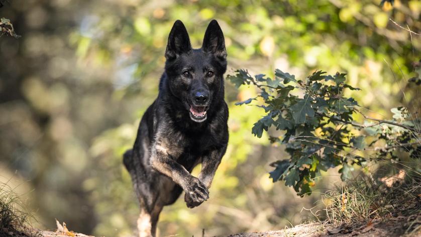 Wandelroutecontroleur: Wandelen met je hond Groesbeek