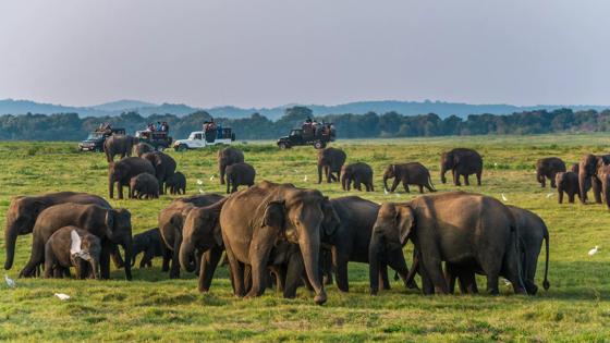 sri lanka_sigiriya_minneriya national park_safari_olifant_b