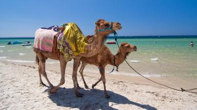 marokko_marrakech-safi_essaouira_kameel_zee_strand_b