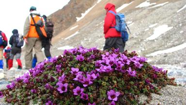 noorwegen_spitsbergen_algemeen_wandelen_bloem_groep_sneeuw_berg_leon-huijs (1)