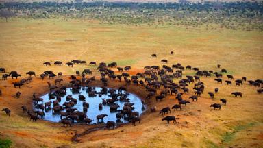 zuid-afrika_mpumalanga_kruger-nationaal-park_buffel_water-bron_shutterstock