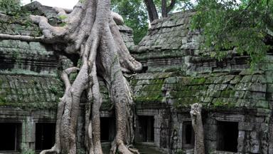 cambodja_siem-reap_angkor_boomwortels01_b