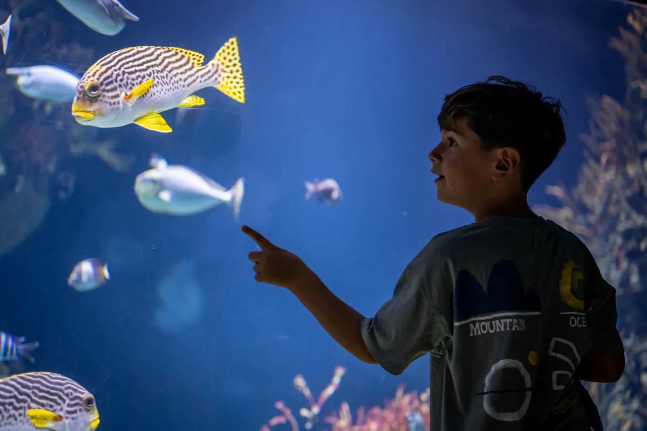 Jongen bij raam van aquarium