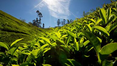 sri lanka_nuwara eliya_thee plantage_shutterstock_b