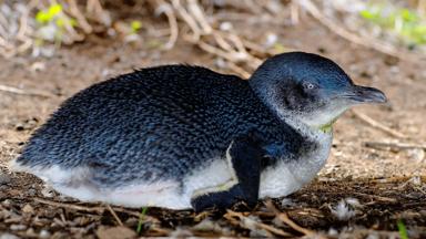 australie_philip island_pinguin_b