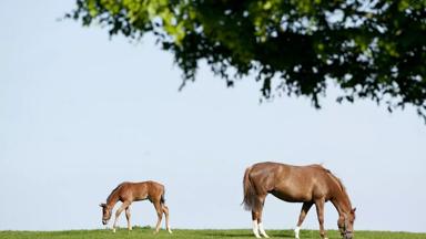 Ierland_Kildare_Irish_National_Stud_Paarden4