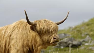 engeland_isle-of-man_algemeen_dier_koe_schotse-hooglander_highland-cow_shutterstock.jpg