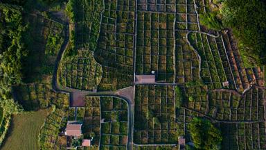 Região Vinícola dos Biscoitos 1 Terceira Island © Visitazores