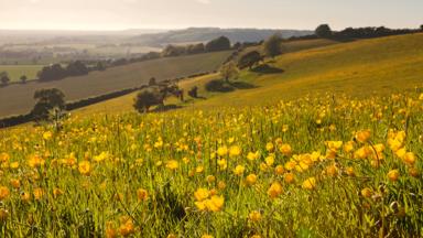 engeland_kent_north-downs_bloemenveld_heuvels_GettyImages-461268889