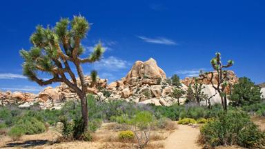 verenigde-staten_joshua-tree-national-park_landschap_7_b