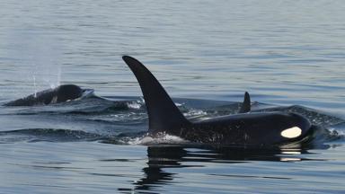 canada_british-columbia_vancouver-island_dieren_orka_1_a