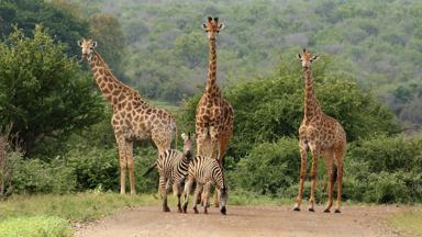 zuid-afrika_limpopo_kruger-national-park_giraf_zebra_shutterstock-786973891