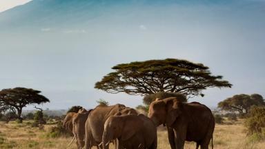 kenia_ambose-national-park_olifant_kilimanjaro_b.jpg