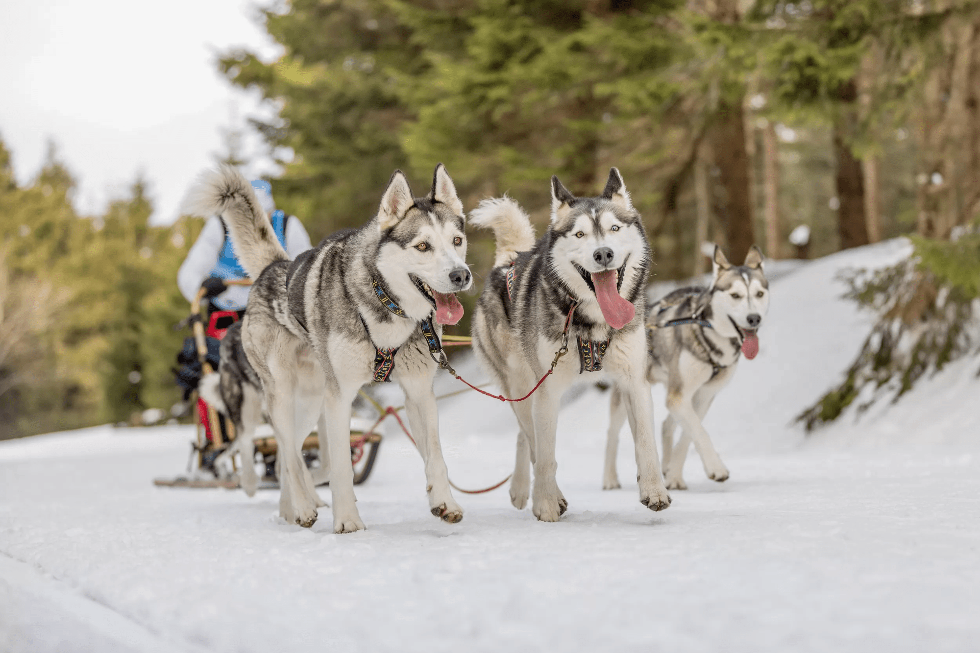 8-daagse groepswintervakantie Fins Lapland - Salla afbeelding