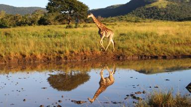 zuid-afrika_algemeen_giraffe_dier_rivier_heuvels_w