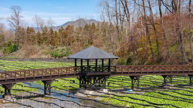 japan_kumamoto_daio wasabi_b_shutterstock