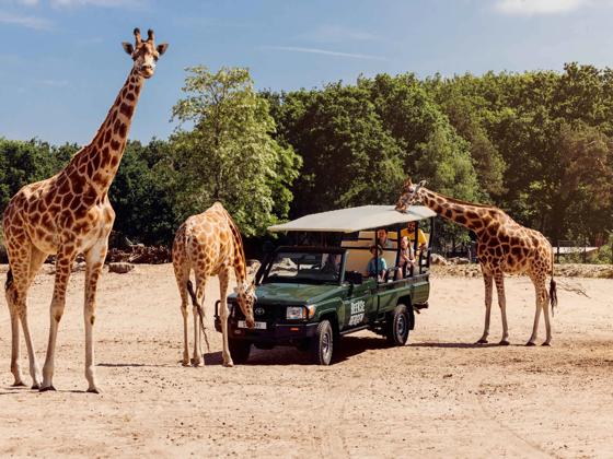 Impressie van Safaripark Beekse Bergen