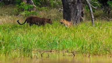 sri lanka_yala national park_dieren_luipaard_1_o