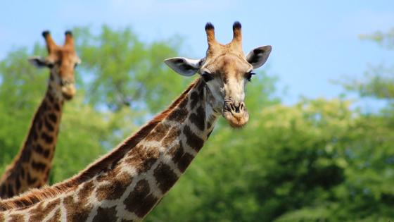 zuid-afrika_algmeen_giraffe_w