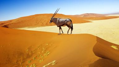 namibie_sossusvlei_oryx_woestijn_zandduinen_b.jpg