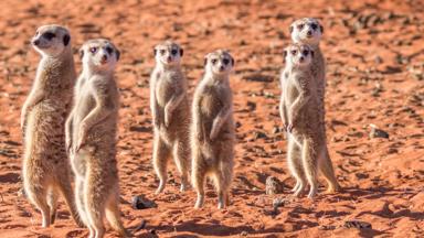 namibie_kalahari_woestijn_stokstaartjes_b