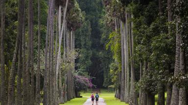 sri lanka_kandy_peradeniya_botanische_tuinen_bamboe_avenue_b