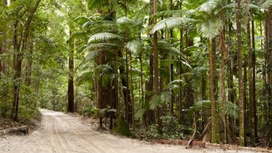 australie_queensland_fraser-island_bos_zandweg