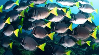 ecuador_galapagos_snorkelen_duiken_onderwaterwereld_b