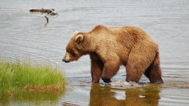 verenigde-staten_alaska_algemeen_grizzly-beer_water_gras_a.jpg