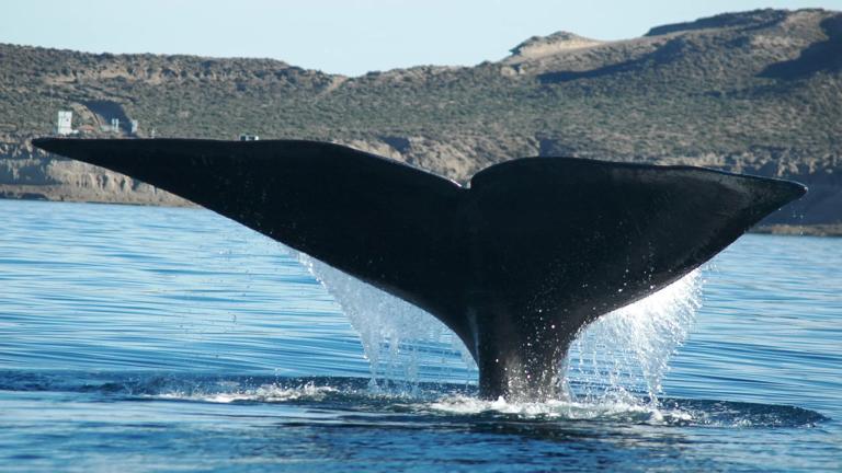 argentinie_chubut_puerto-madryn_peninsula-valdes_walvis1_a