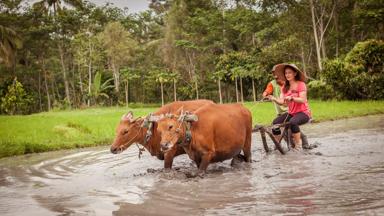 indonesie_bali_rijstveld-ploegen_toerist_rumah-desa_1_a.jpg