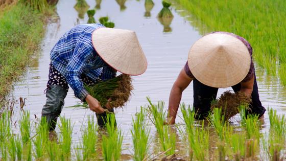 vietnam_bac-son_rijstveld_boer_rijst-planten_b