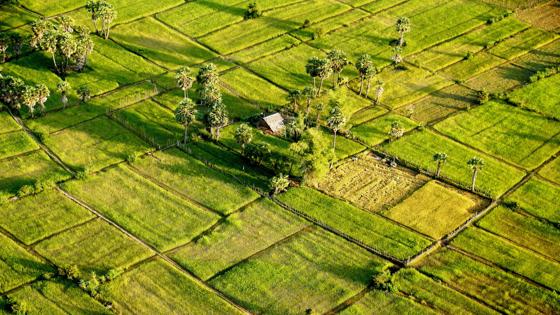 cambodja_algemeen_rijstvelden_luchtfoto_hutje_agent