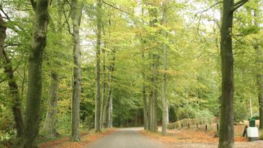 nederland_gelderland_nunspeet_veluwe_bos_bosweg_getty-1127576066