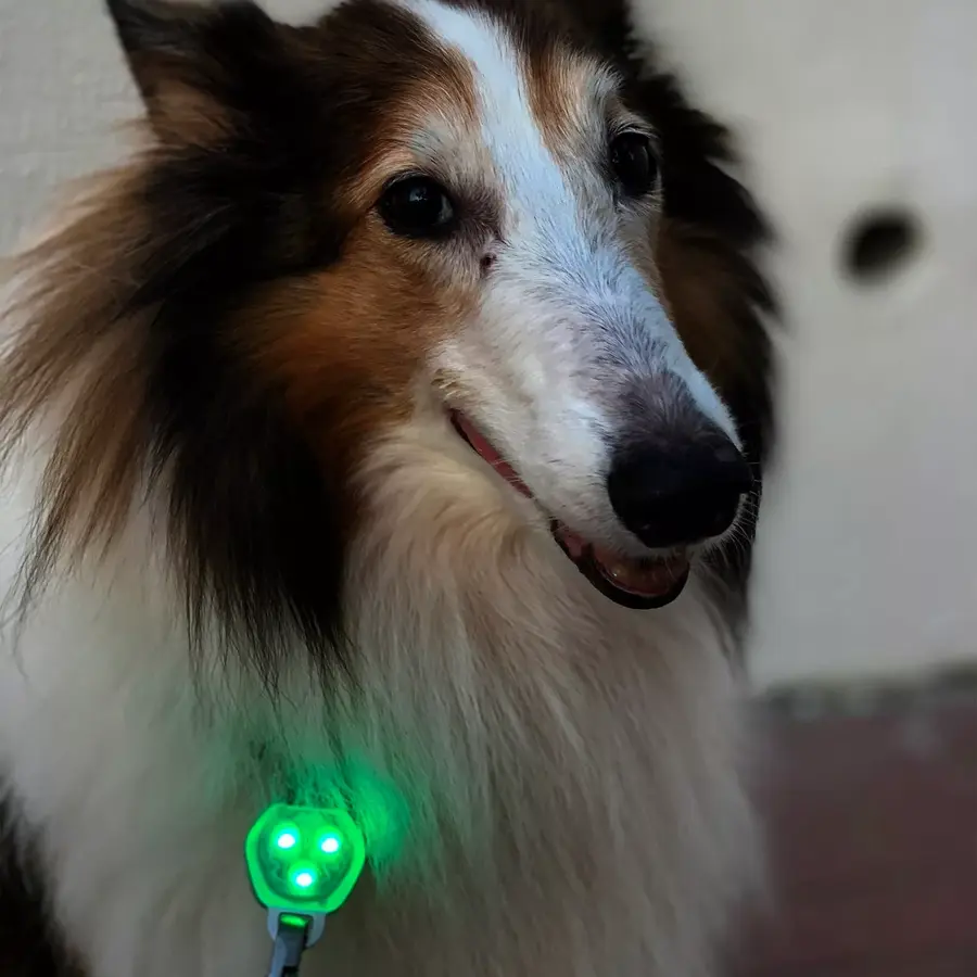 Hondenlampje