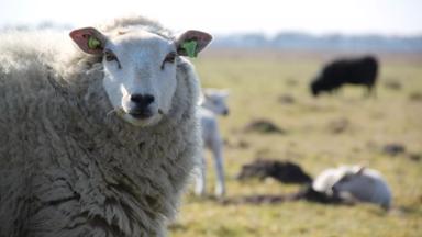 nederland_drenthe_schaap_dier_pixabay